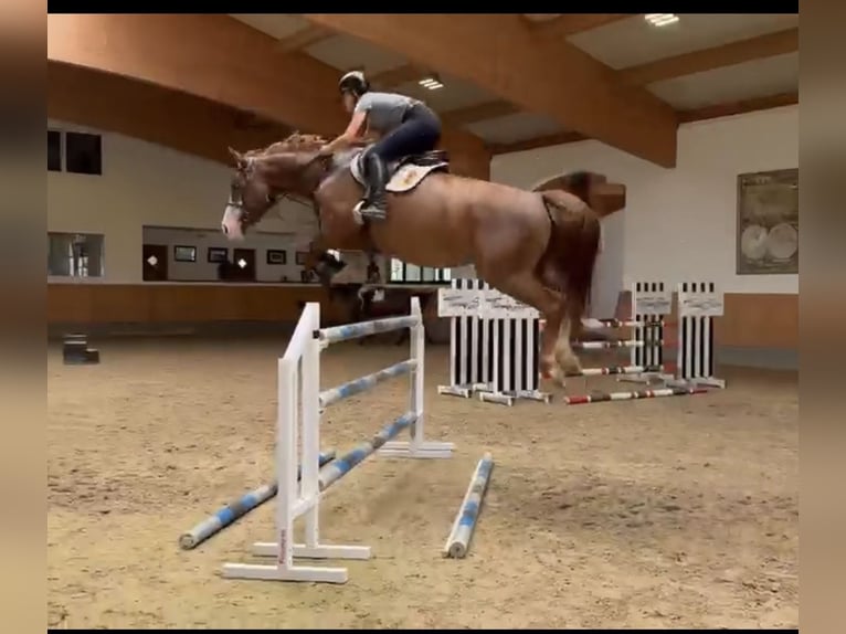 Holsteiner Merrie 6 Jaar 164 cm Vos in Chieming