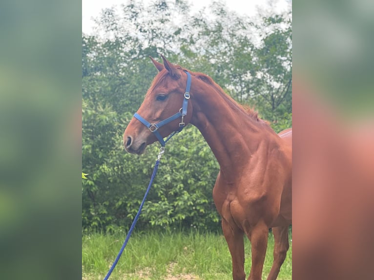 Holsteiner Merrie 6 Jaar 164 cm Vos in Visselhövede