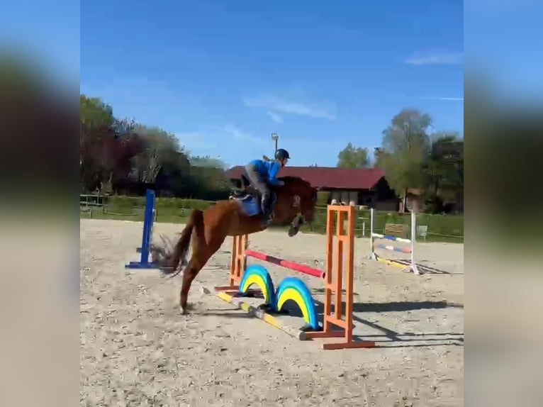 Holsteiner Merrie 6 Jaar 164 cm Vos in Visselhövede