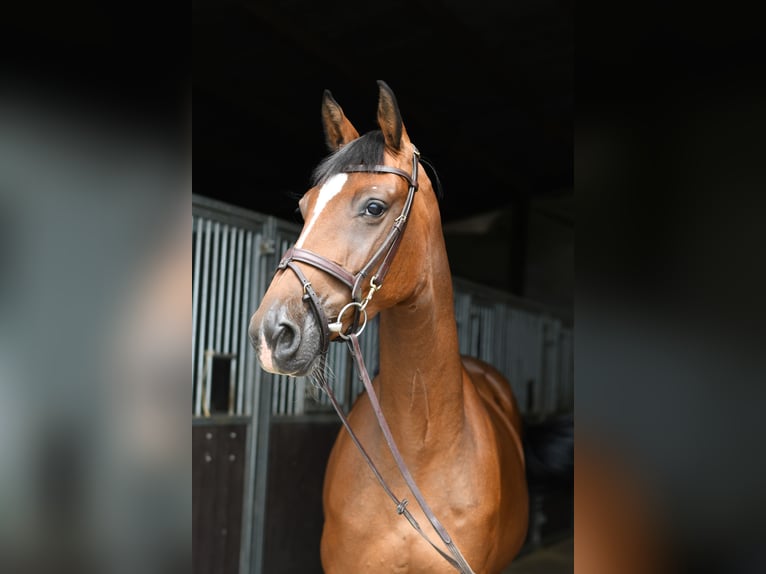 Holsteiner Merrie 6 Jaar 165 cm Bruin in Geilenkirchen