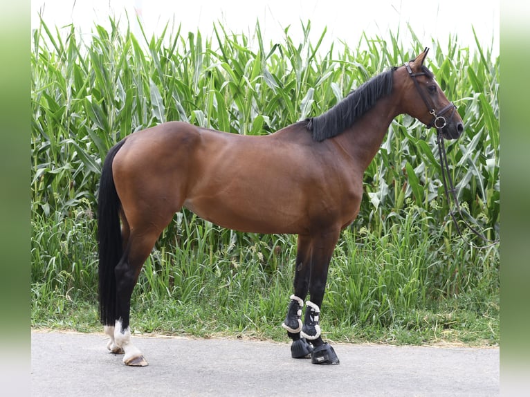Holsteiner Merrie 6 Jaar 165 cm Bruin in Geilenkirchen