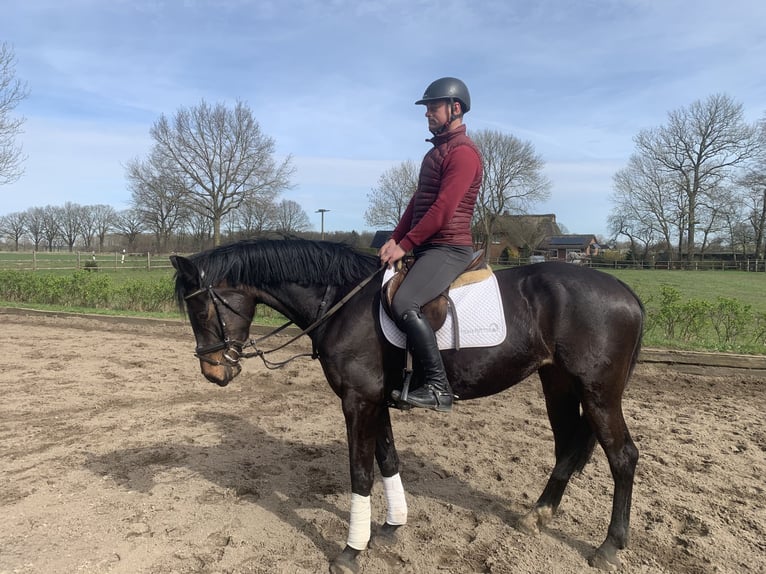 Holsteiner Merrie 6 Jaar 165 cm Donkerbruin in Wittenbergen