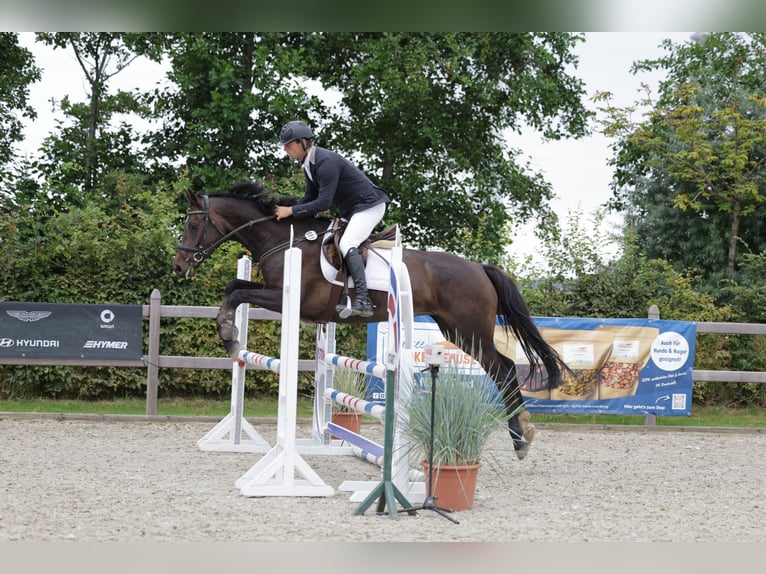 Holsteiner Merrie 6 Jaar 165 cm Donkerbruin in Wittenbergen