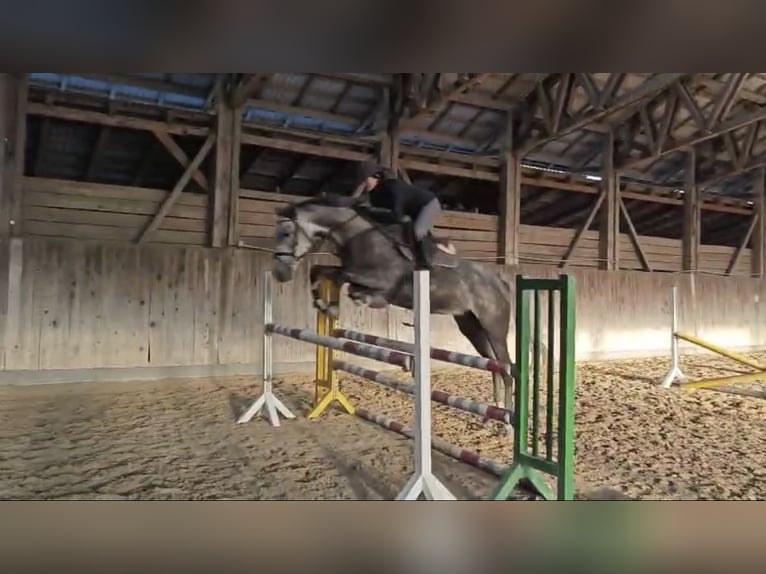 Holsteiner Merrie 6 Jaar 165 cm Falbe in Sarr&#xF3;d