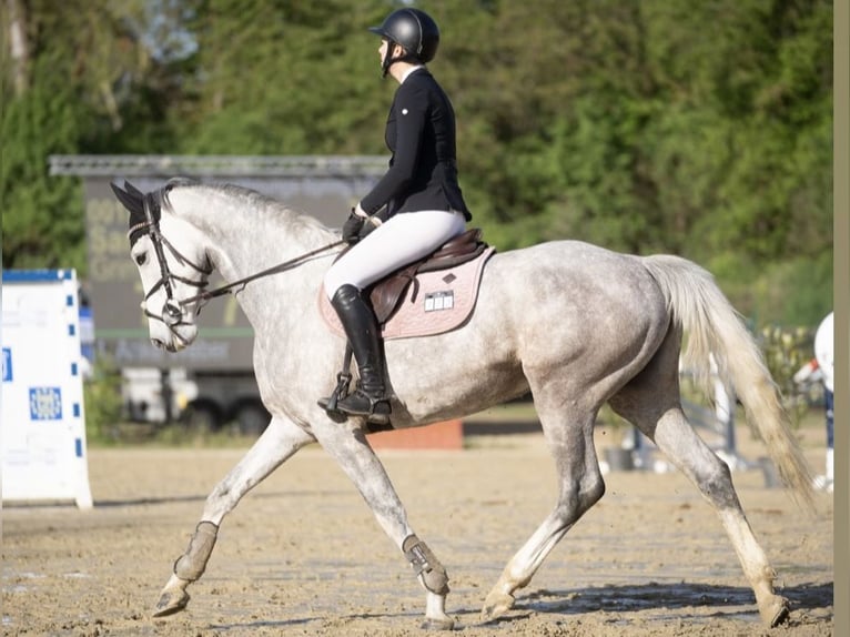 Holsteiner Merrie 6 Jaar 165 cm Schimmel in Neuwied
