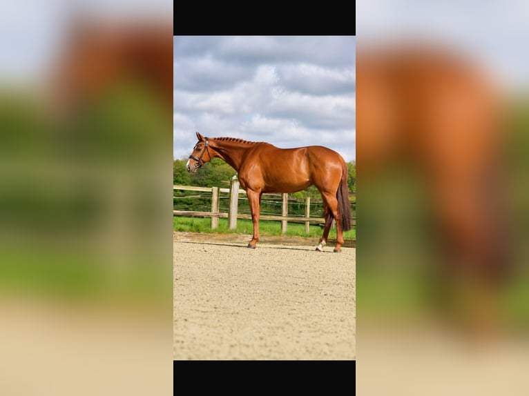 Holsteiner Merrie 6 Jaar 165 cm Vos in Laer