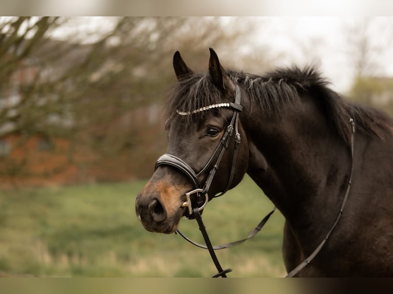 Holsteiner Merrie 6 Jaar 165 cm Zwartbruin in Wilster