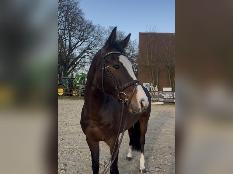 Holsteiner Merrie 6 Jaar 166 cm Donkerbruin in Hoya