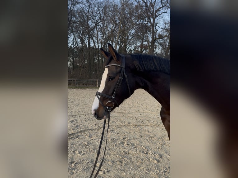 Holsteiner Merrie 6 Jaar 166 cm Donkerbruin in Hoya