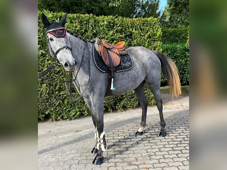 Holsteiner Merrie 6 Jaar 166 cm Schimmel in Überherrn