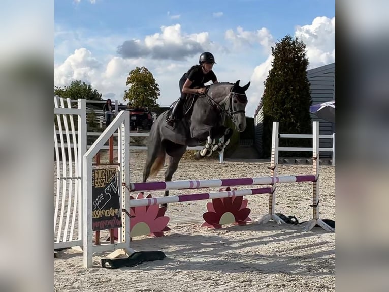 Holsteiner Merrie 6 Jaar 166 cm Schimmel in Überherrn