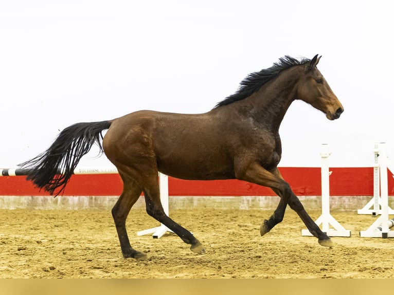 Holsteiner Merrie 6 Jaar 166 cm  in Waddinxveen