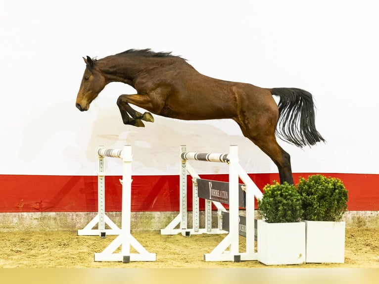 Holsteiner Merrie 6 Jaar 166 cm  in Waddinxveen