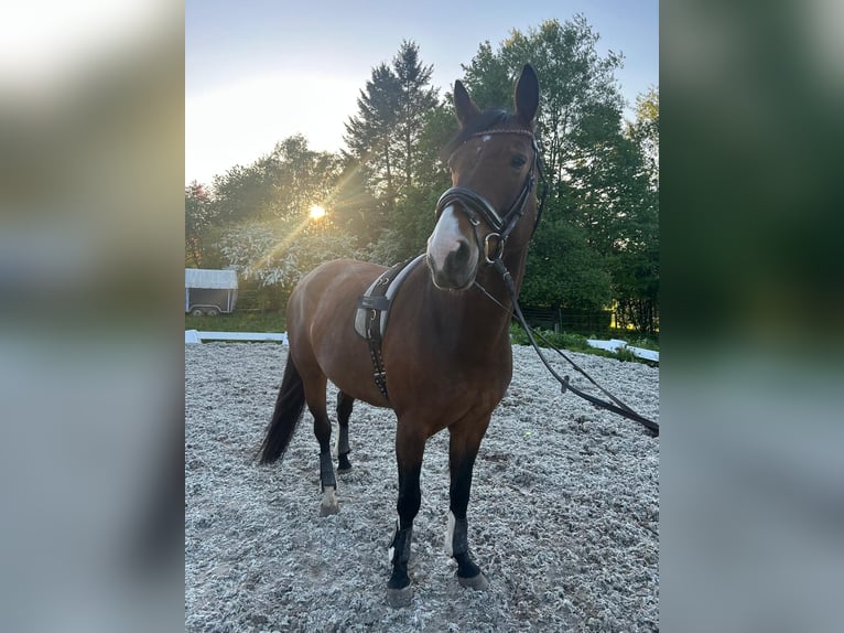 Holsteiner Merrie 6 Jaar 167 cm Bruin in Ulrichstein