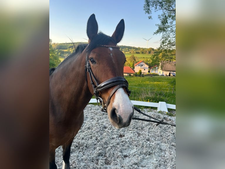 Holsteiner Merrie 6 Jaar 167 cm Bruin in Ulrichstein