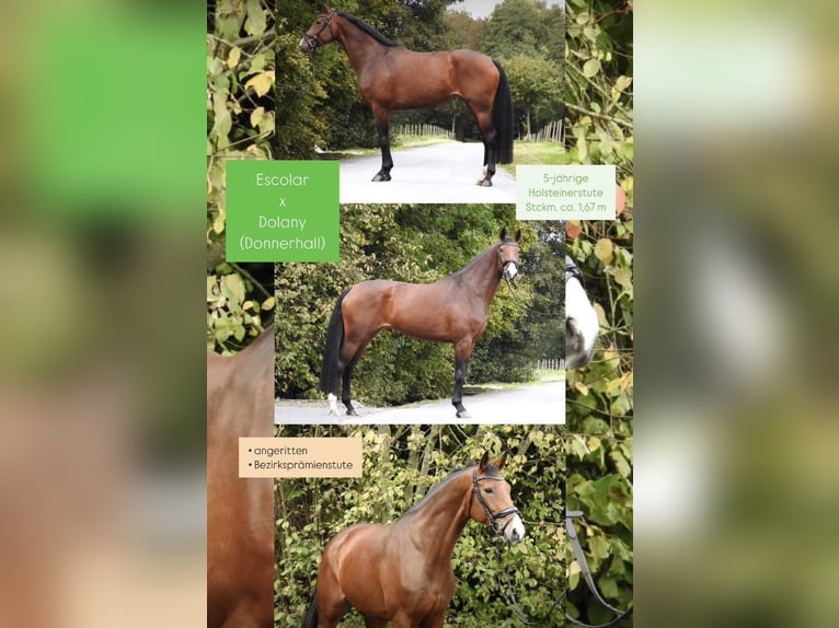 Holsteiner Merrie 6 Jaar 167 cm Bruin in Ulrichstein