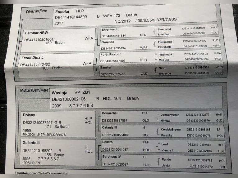 Holsteiner Merrie 6 Jaar 167 cm Bruin in Ulrichstein