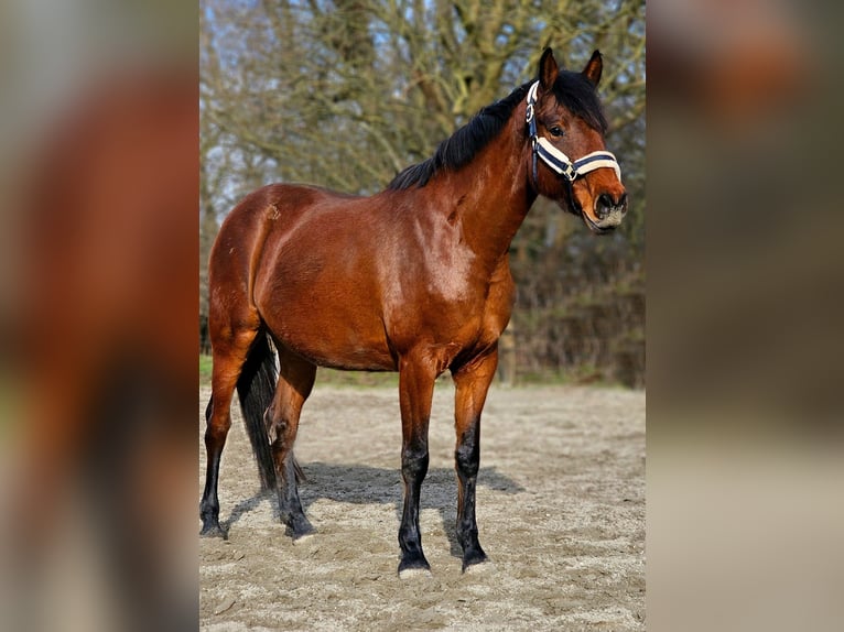 Holsteiner Merrie 6 Jaar 167 cm Bruin in Mildstedt