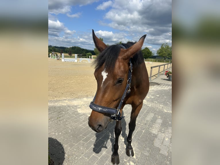 Holsteiner Merrie 6 Jaar 167 cm Bruin in Zeitlofs