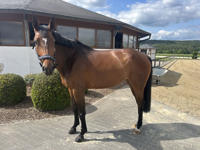 Holsteiner Merrie 6 Jaar 167 cm Bruin in Zeitlofs