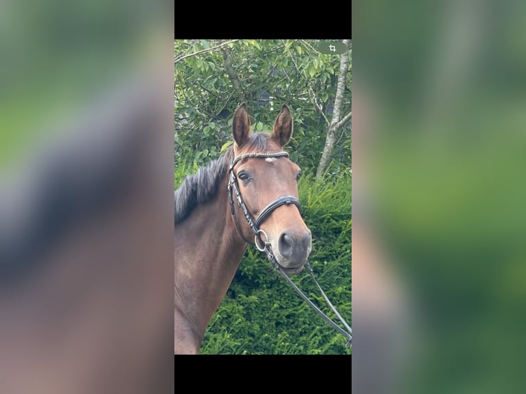 Holsteiner Merrie 6 Jaar 167 cm Bruin in Husum