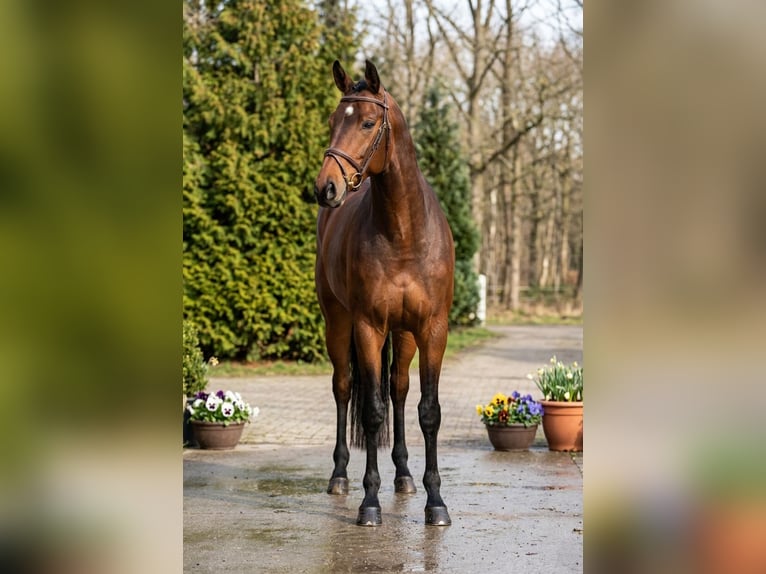 Holsteiner Merrie 6 Jaar 167 cm Bruin in Mór