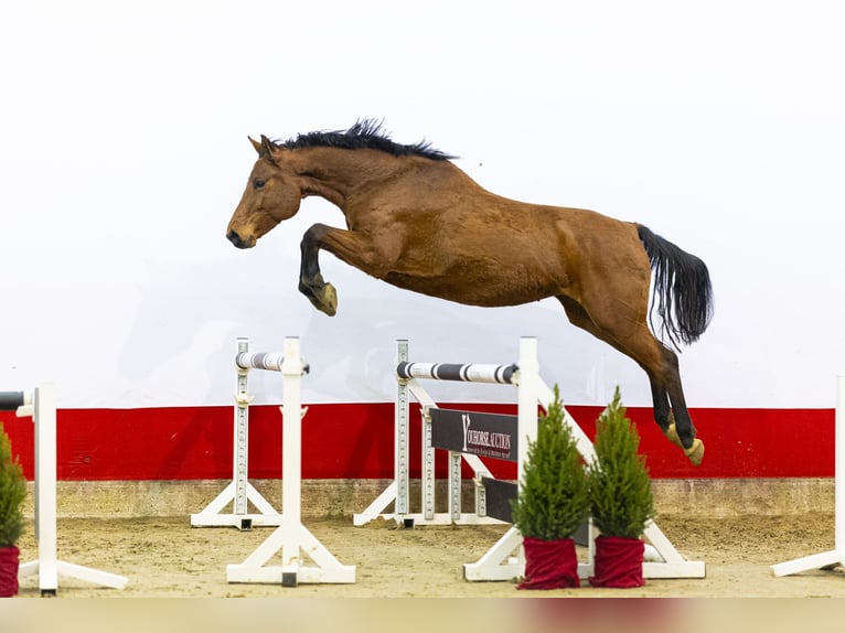 Holsteiner Merrie 6 Jaar 167 cm Bruin in Waddinxveen