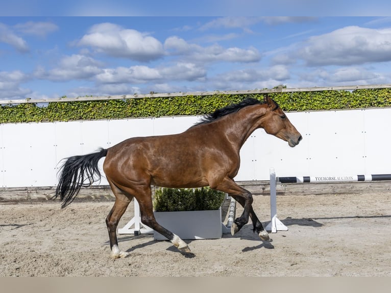 Holsteiner Merrie 6 Jaar 167 cm Bruin in Waddinxveen