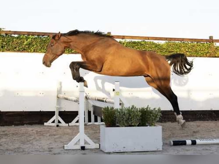 Holsteiner Merrie 6 Jaar 167 cm Bruin in Waddinxveen