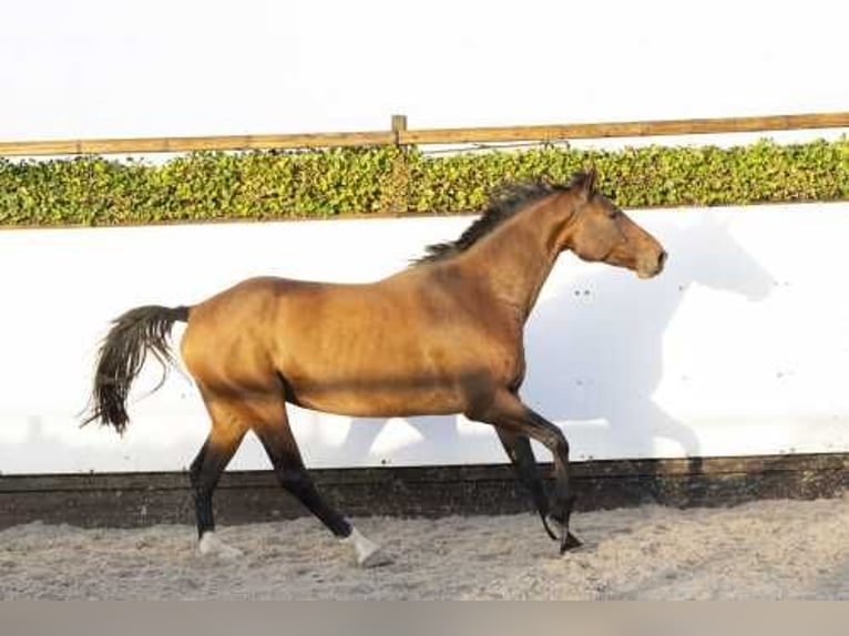 Holsteiner Merrie 6 Jaar 167 cm Bruin in Waddinxveen