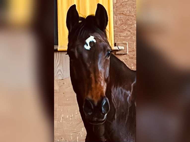 Holsteiner Merrie 6 Jaar 167 cm Donkerbruin in Eibenstock