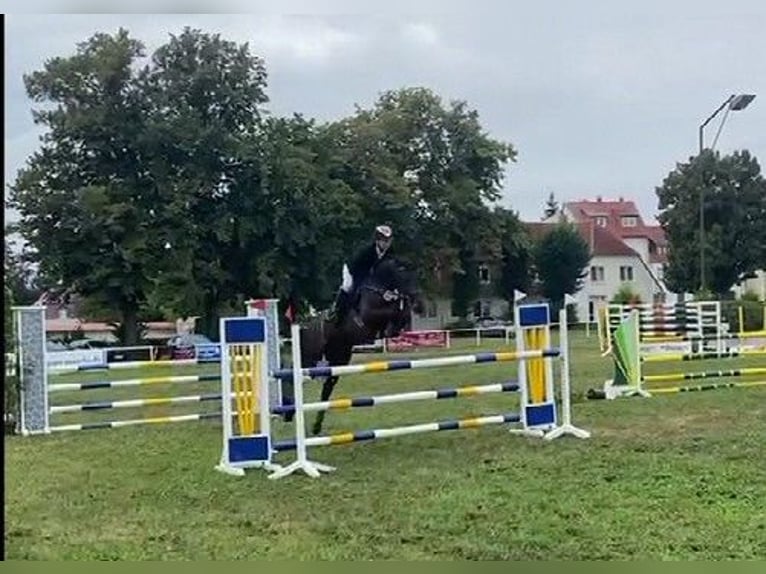 Holsteiner Merrie 6 Jaar 167 cm Donkerbruin in Satow