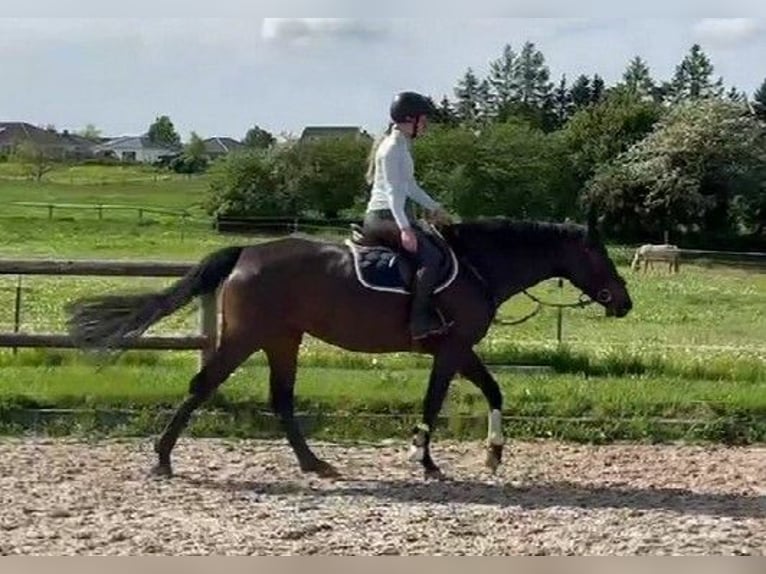 Holsteiner Merrie 6 Jaar 167 cm Donkerbruin in Satow