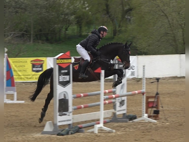 Holsteiner Merrie 6 Jaar 167 cm Donkerbruin in Satow