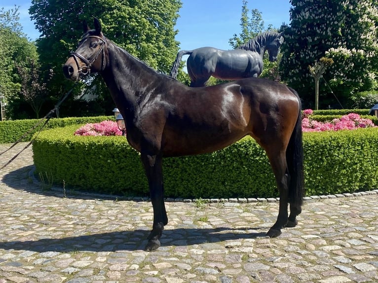 Holsteiner Merrie 6 Jaar 167 cm Donkerbruin in Satow