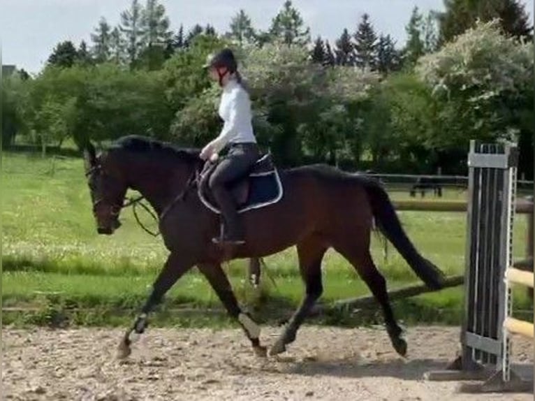 Holsteiner Merrie 6 Jaar 167 cm Donkerbruin in Satow