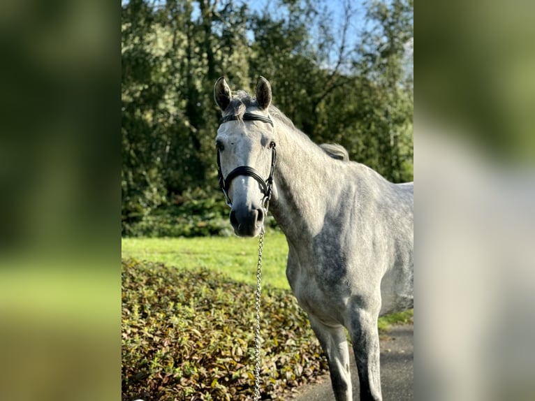 Holsteiner Merrie 6 Jaar 167 cm Schimmel in Favières