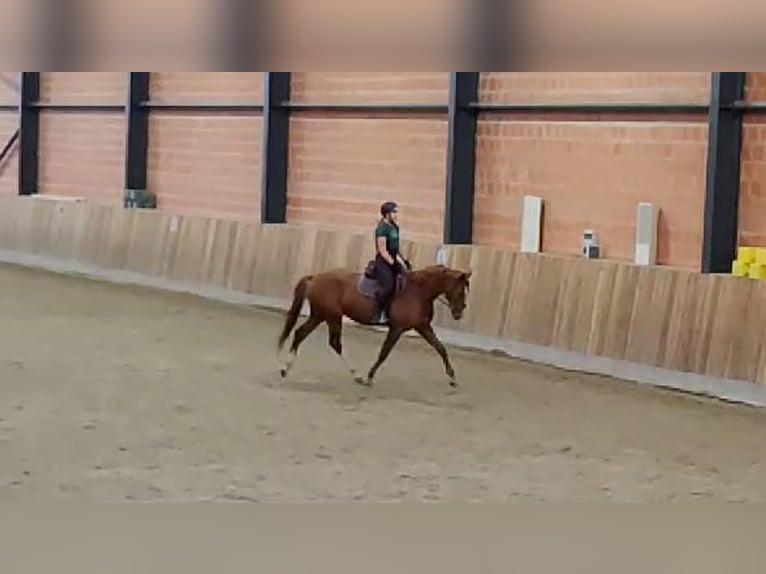 Holsteiner Merrie 6 Jaar 167 cm Vos in Göttingen