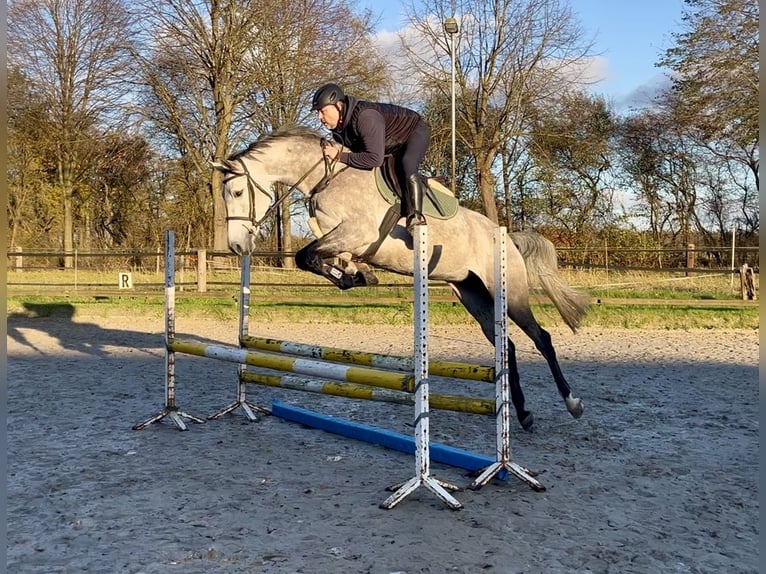 Holsteiner Merrie 6 Jaar 168 cm Appelschimmel in BorstelBorstel