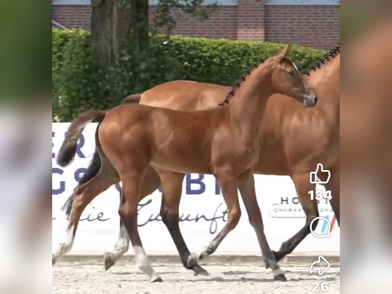 Holsteiner Merrie 6 Jaar 168 cm Bruin in Müden (Aller)