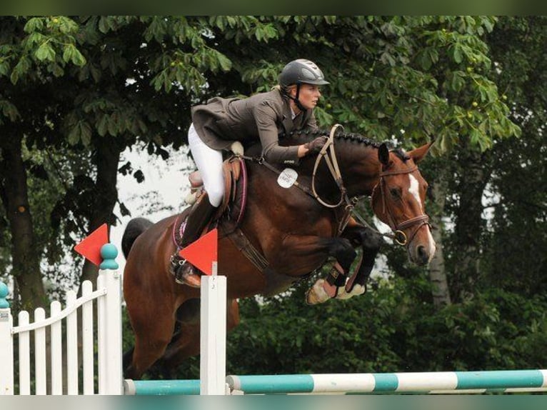 Holsteiner Merrie 6 Jaar 168 cm Bruin in Egestorf