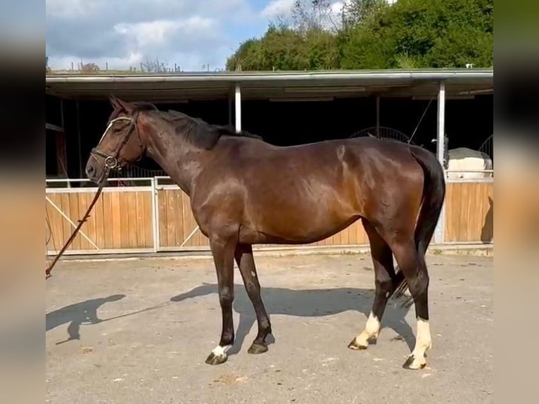 Holsteiner Merrie 6 Jaar 168 cm Bruin in Lindlar