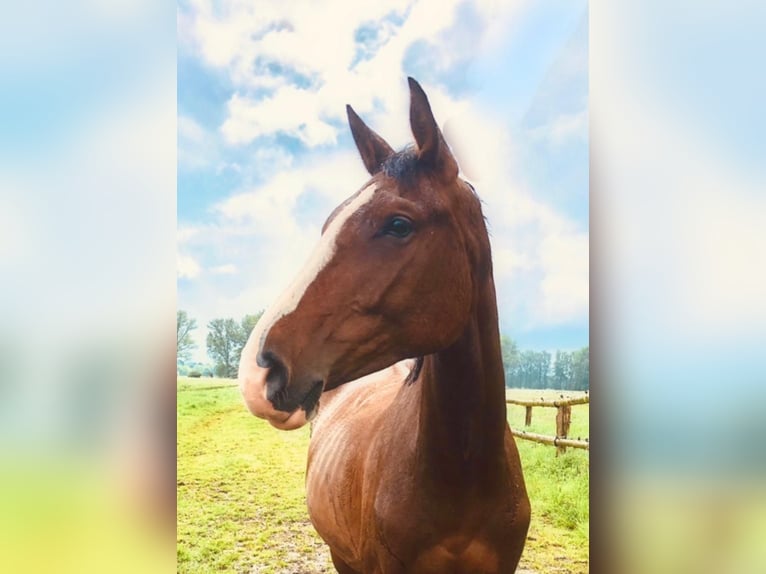 Holsteiner Merrie 6 Jaar 168 cm Bruin in Ahrensburg