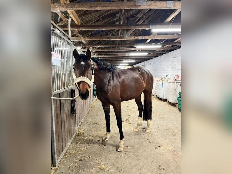 Holsteiner Merrie 6 Jaar 168 cm Donkerbruin in Schiphorst