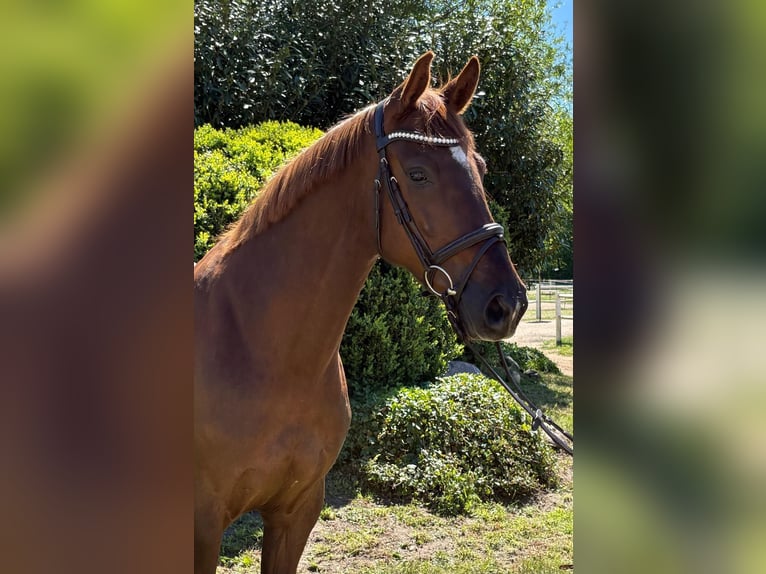 Holsteiner Merrie 6 Jaar 168 cm Donkere-vos in Pogeez