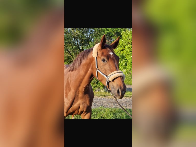 Holsteiner Merrie 6 Jaar 168 cm Donkere-vos in Vechta
