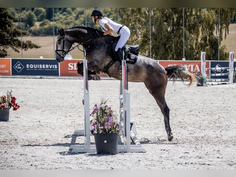 Holsteiner Merrie 6 Jaar 168 cm Schimmel in Zduchovice