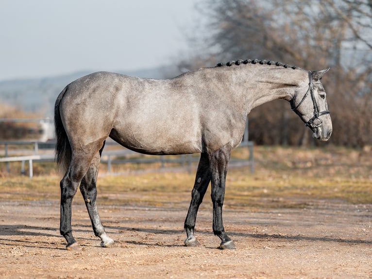 Holsteiner Merrie 6 Jaar 168 cm Schimmel in Zduchovice