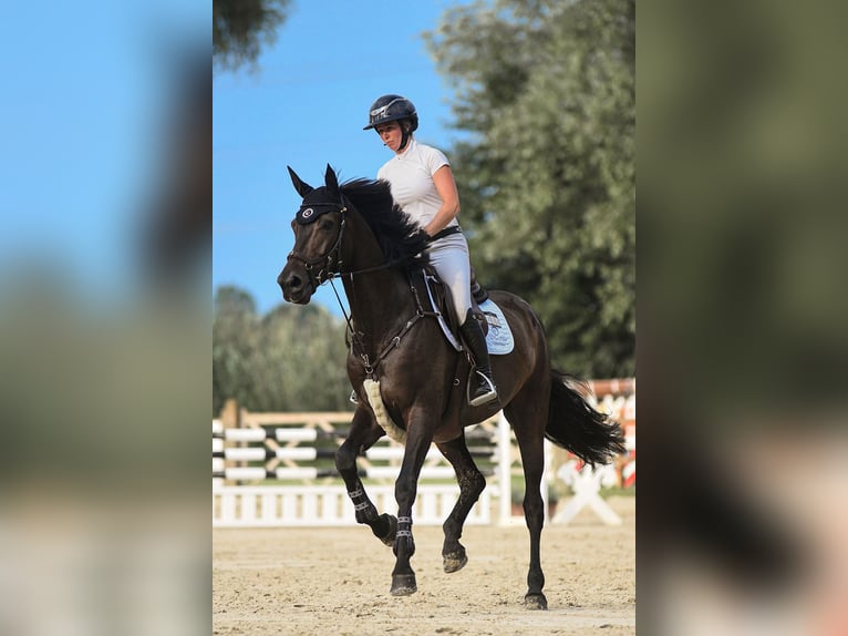 Holsteiner Merrie 6 Jaar 168 cm Zwartbruin in Riedstadt