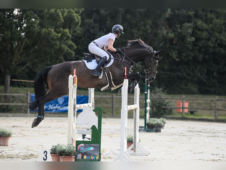 Holsteiner Merrie 6 Jaar 168 cm Zwartbruin in Riedstadt